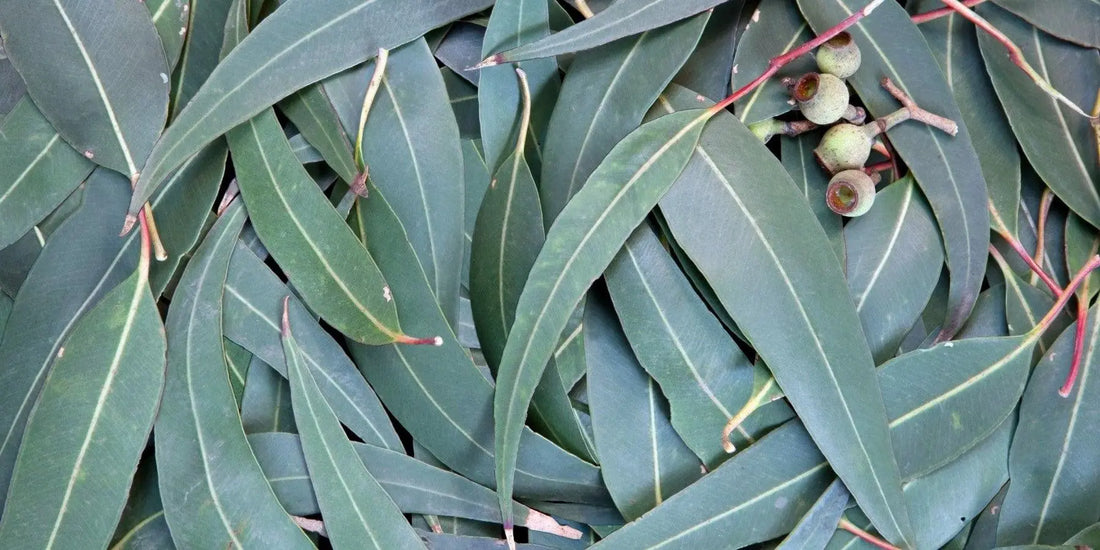 10 Fun Facts about Eucalyptus Tree - Myola Oils